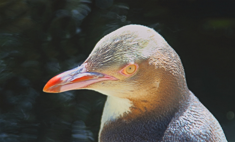 Birds of the New Zealand Sub-antarctic Islands and Macquarie Island, 2018